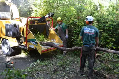 tree services Kachemak